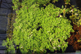 Water Wisteria The Hardiest Hygrophila_Hygrophila Difformis_Aquarium Plant_Aquarium Plants_Aquarium Plant For Sale