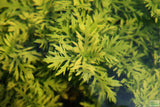 Water Wisteria The Hardiest Hygrophila_Hygrophila Difformis_Aquarium Plant_Aquarium Plants_Aquarium Plant For Sale