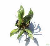 Crypt Undulata Red_Cryptocoryne_Aquarium Plant for sale