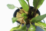 Crypt Undulata Red_Cryptocoryne_Aquarium Plant for sale