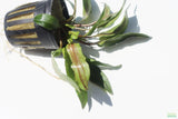Crypt Undulata Red_Cryptocoryne_Aquarium Plant for sale