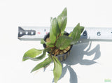 Crypt Undulata Red_Cryptocoryne_Aquarium Plant for sale