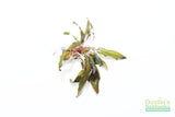 Crypt Undulata Red_Cryptocoryne_Aquarium Plant for sale