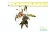 Crypt Undulata Red_Cryptocoryne_Aquarium Plant for sale