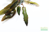 Crypt Undulata Red_Cryptocoryne_Aquarium Plant for sale