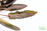 Crypt Undulata Red_Cryptocoryne_Aquarium Plant for sale
