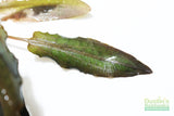 Crypt Undulata Red_Cryptocoryne_Aquarium Plant for sale