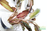 Crypt Undulata Red_Cryptocoryne_Aquarium Plant for sale