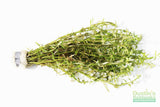 Rotala Rotundifolia Green Plant BF25