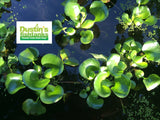 Water Hyacinth for sale, Dustin's Fishtanks