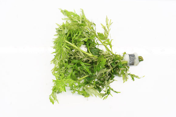 Water Wisteria Hygrophila Difformis_Aquarium PLant_Aquarium PLants for sale