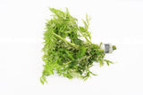 Water Wisteria Hygrophila Difformis_Aquarium PLant_Aquarium PLants for sale