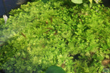 Water Wisteria The Hardiest Hygrophila_Hygrophila Difformis_Aquarium Plant_Aquarium Plants_Aquarium Plant For Sale