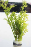 Water Sprite_Ceratopteris Thalicroides_Mega Hardy Plant_Aquarium Plants For sale_Aquarium Plant