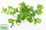 Water Wisteria The Hardiest Hygrophila_Hygrophila Difformis_Aquarium Plant_Aquarium Plants_Aquarium Plant For Sale