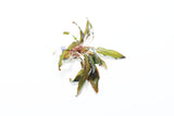 Crypt Undulata Red_Cryptocoryne_Aquarium Plant for sale