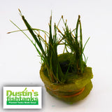 Dwarf Hair Grass_The Ultimate Carpet Plant_Carpeting Plants_foreground Plant_Aquarium Plant_Aquarium Plants_Aquarium Plants For Sale