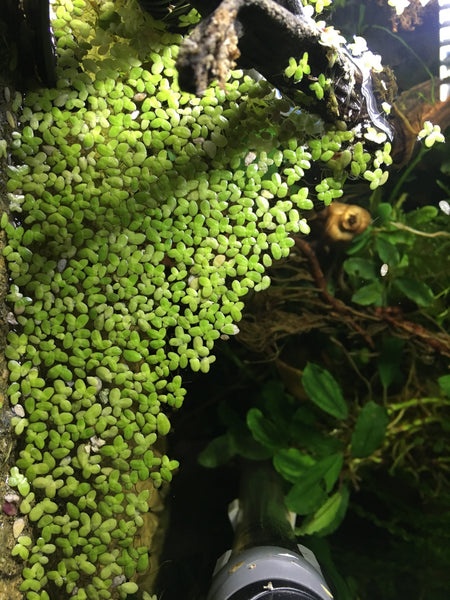 Self Leveling Floating Plant Corral + Free Mixed Duckweed - Giant Duckweed + Lesser Duckweed Live Floating Aquarium Plants