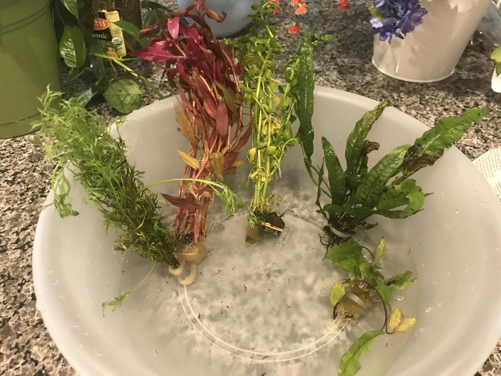 4 Species Floating Plant Combo For Freshwater Aquarium – Water Lettuce & More (Buy 2 Get 1 Free)