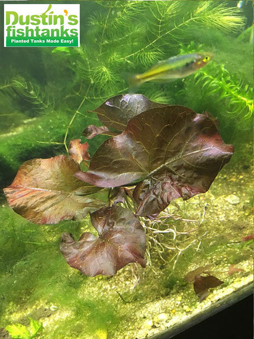 aquarium tiger lily Red Tiger Lotus- (Dwarf Aquarium Lily)- EASY RED Aquarium Plant – DustinsFishtanks