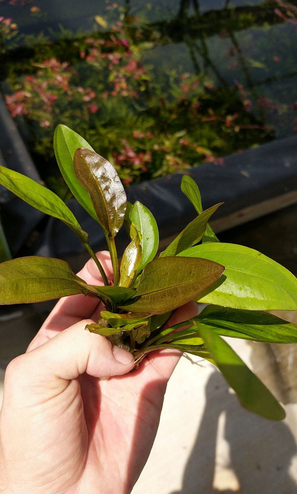 Deep Purple Sword Echinodorus 'Deep Purple'